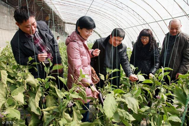 「种植技术」茄子产量翻一番,这里有秘诀!