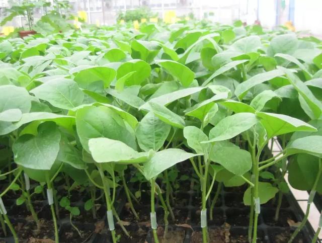 「种植技术」茄子产量翻一番,这里有秘诀!