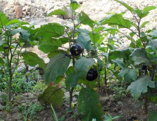 「种植技术」茄子产量翻一番,这里有秘诀!