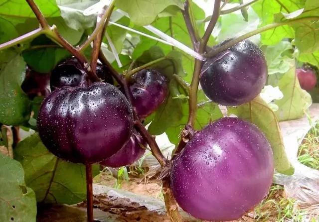 「种植技术」茄子产量翻一番,这里有秘诀!