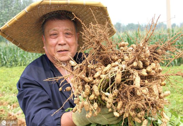 老农教你北方丘陵地带的花生种植方法，不是最专业的却是最实用的