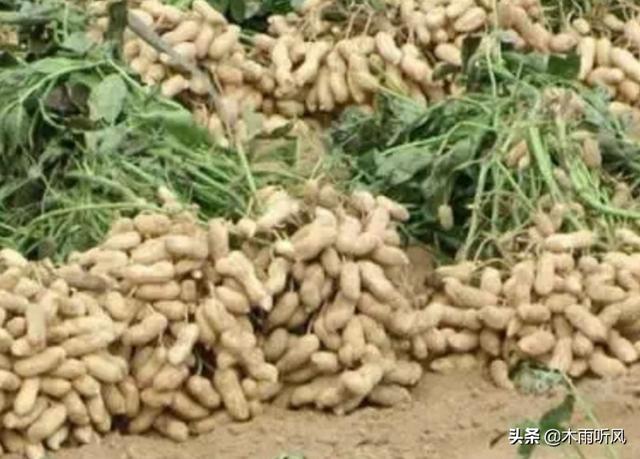 种植花生,你是否了解花生喷药关键期,如何把握时机?