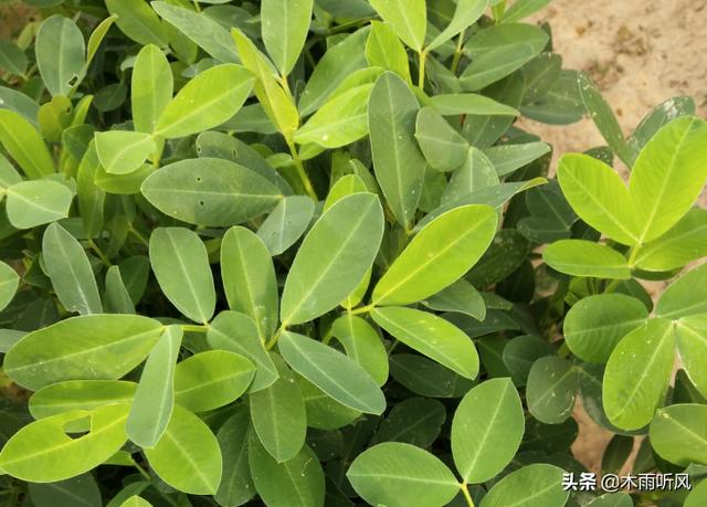 种植花生,你是否了解花生喷药关键期,如何把握时机?