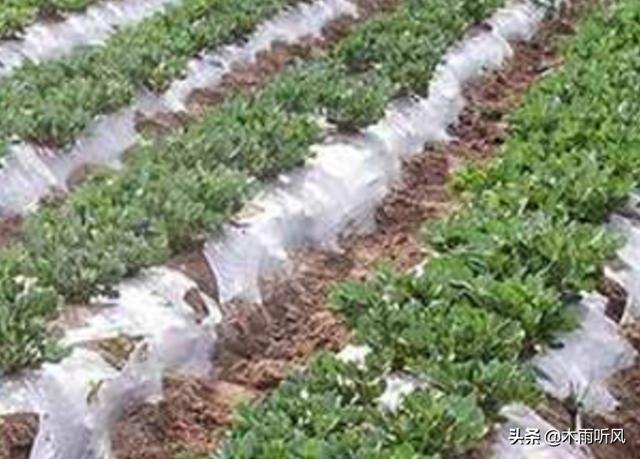 种植花生,你是否了解花生喷药关键期,如何把握时机?