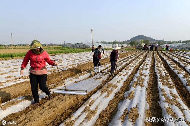 花生地膜覆盖栽培技术