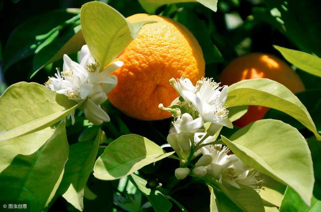 柑橘保果不如保花，保花不如促花，果农需关注这些！