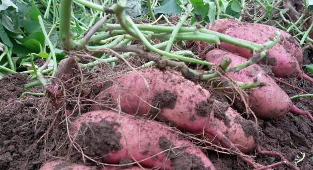 种植红薯有哪些好方法，可以提高产量？