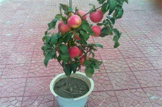 苹果成熟是啥季节，在春夏秋三季时成熟