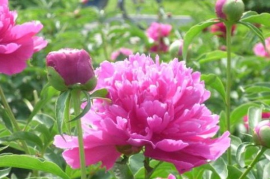芍药虫害及防治办法，金龟子需消毒换土修剪病枝