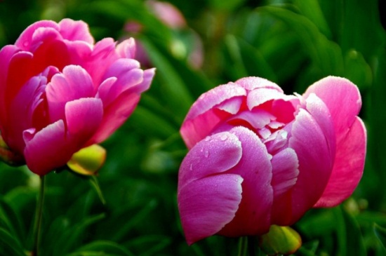 芍药虫害及防治办法，金龟子需消毒换土修剪病枝