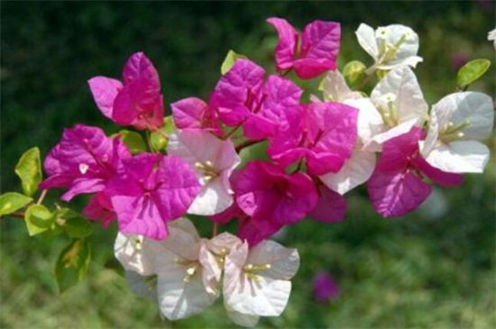 双色茉莉叶子发黄解决办法,提高光照并更換盆土