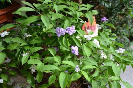 双色茉莉叶子发黄解决办法,提高光照并更換盆土