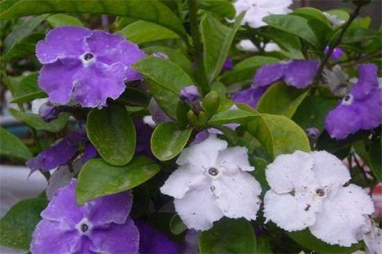 双色茉莉叶子发黄解决办法,提高光照并更換盆土