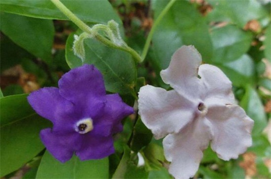 双色茉莉叶子发黄解决办法,提高光照并更換盆土