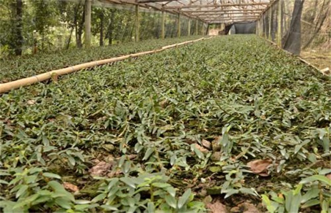 金线莲种植环境需要求