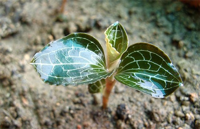 金线莲种植环境需要求