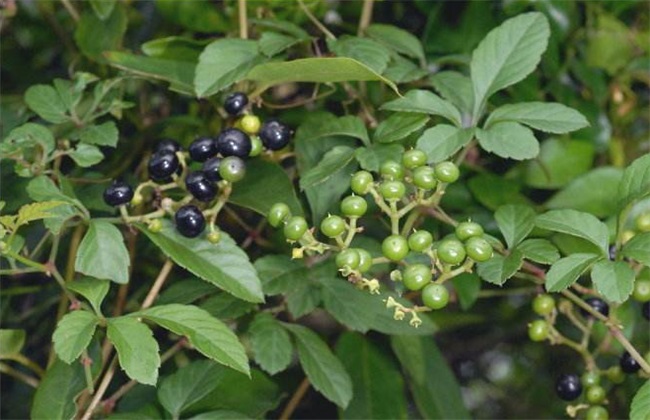 乌蔹莓的栽培技术