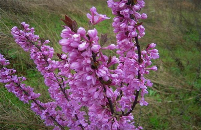 芫花怎么种