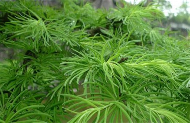 土荆皮的栽培技术