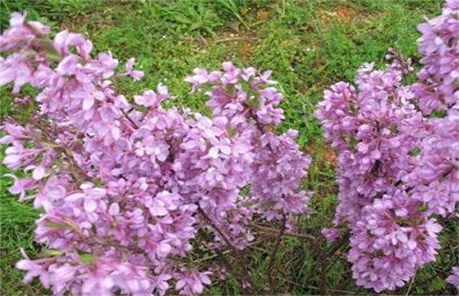 芫花怎么种