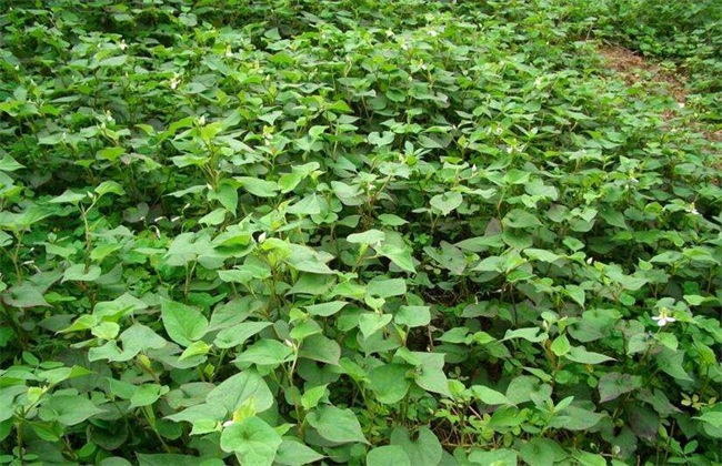 鱼腥草种植要要注意哪些问题