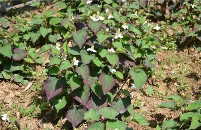 鱼腥草种植要要注意哪些问题