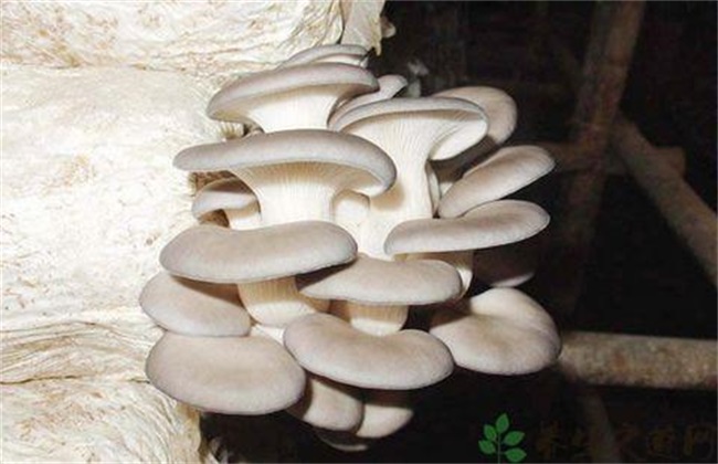 汽车小编在上文中提到的这几点基本都是种植凤尾菇