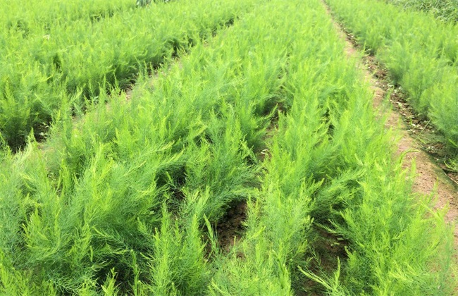 石刁柏种植技术介绍