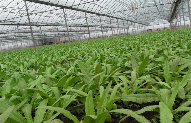 莴笋的育苗技术