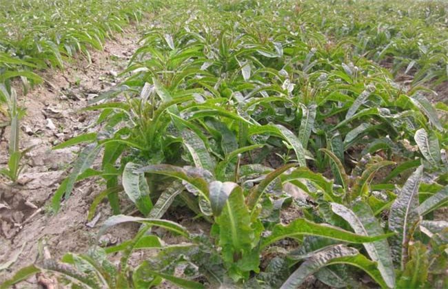 莴笋的育苗技术