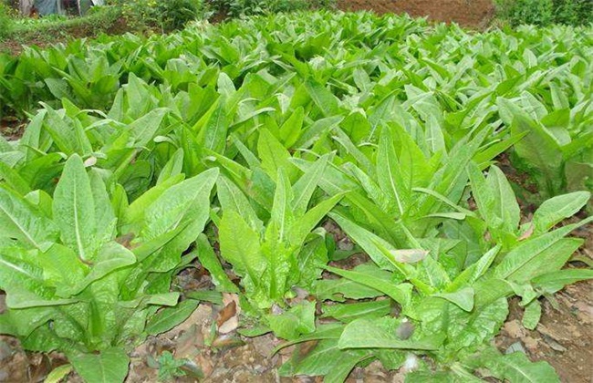 莴笋的育苗技术