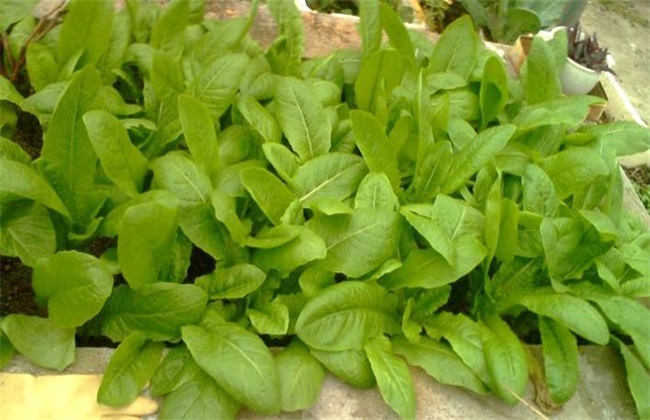 莴笋的育苗技术