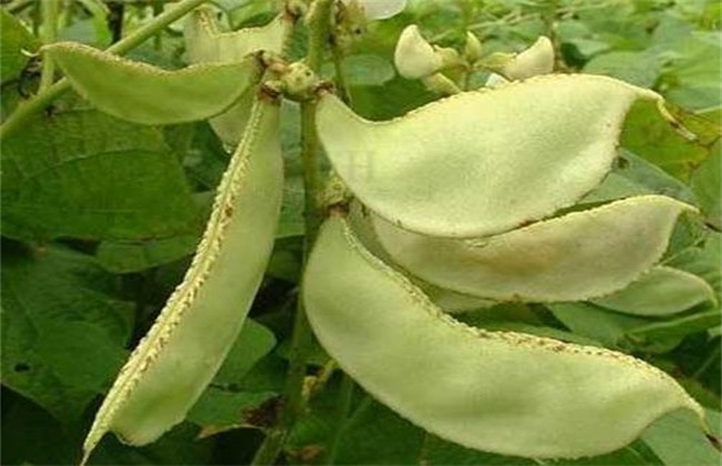 扁豆种植要要注意哪些问题
