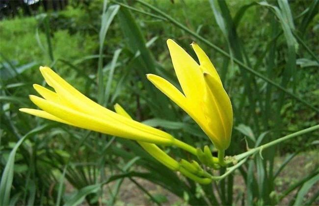 黄花菜育苗技术