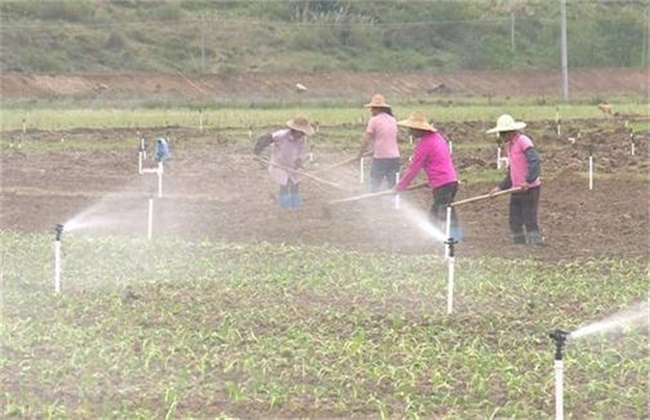 菜心施肥办法及注意些什么