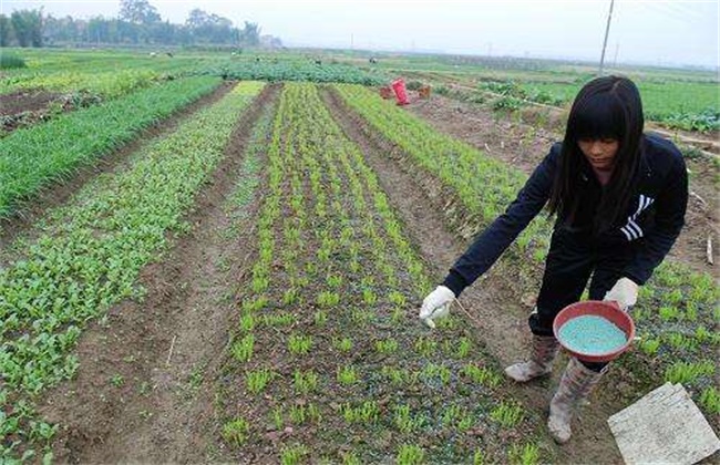 菜心施肥办法及注意些什么