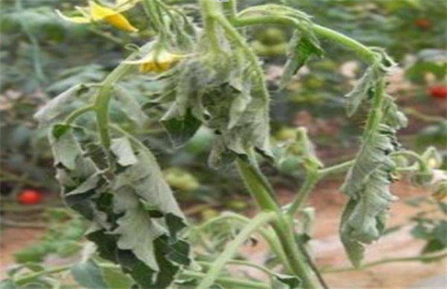番茄死苗的原因是啥