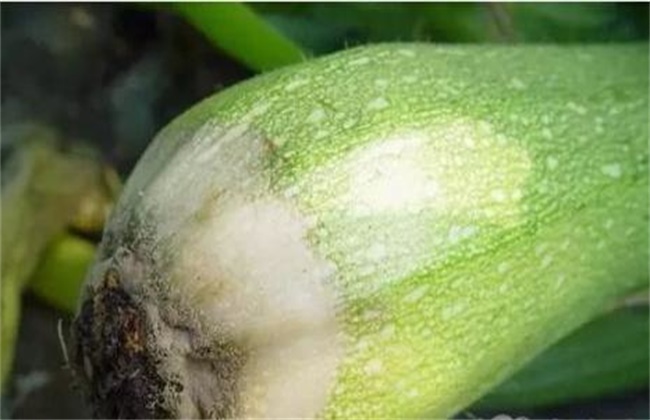 西葫芦烂瓜原因及防治办法