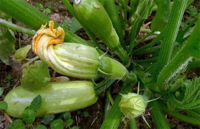 西葫芦烂瓜原因及防治办法