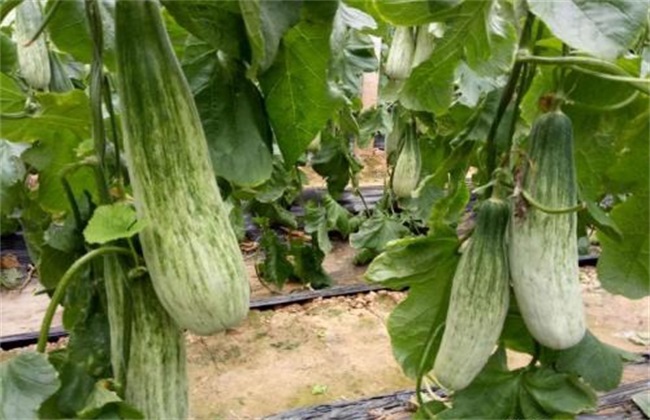 羊角蜜甜瓜田间管理