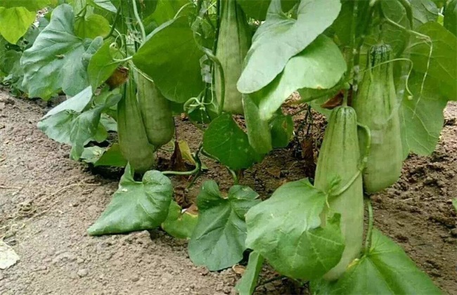 羊角蜜甜瓜田间管理