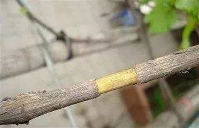 果树环剥注意些什么