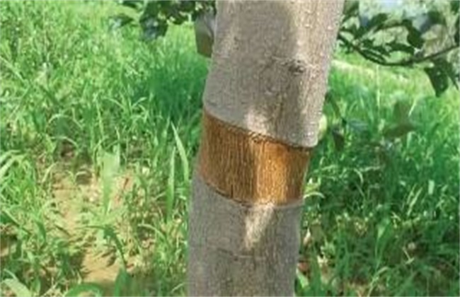 果树环剥注意些什么