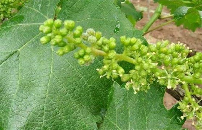 葡萄花序小该解决办法