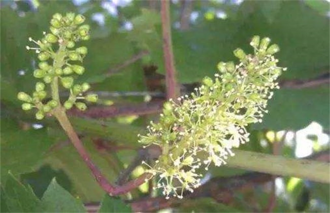 葡萄花序小该解决办法