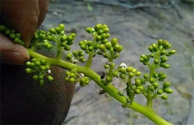 葡萄花序小该解决办法