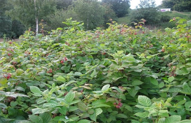 山莓的种植办法
