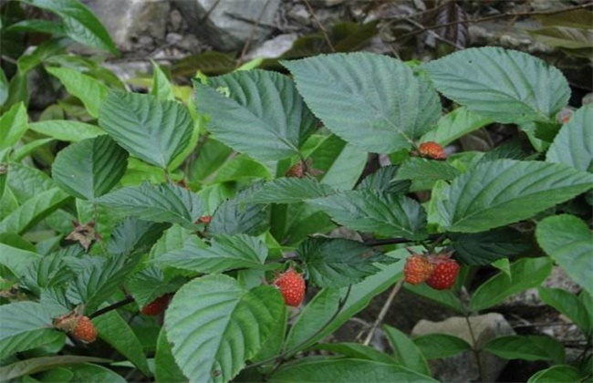 山莓的种植办法