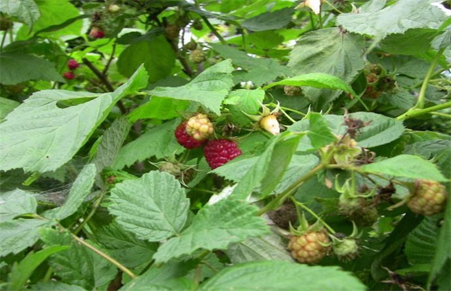 山莓的种植办法