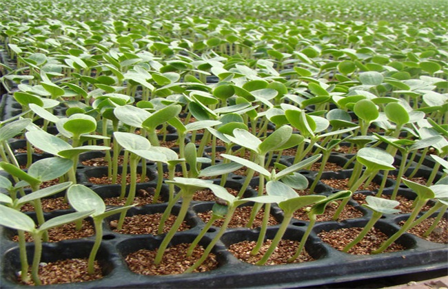 西瓜播种育苗技术